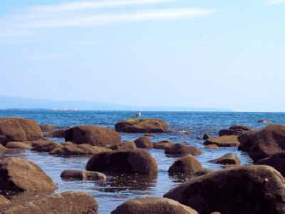 seagull on morannedd rocks